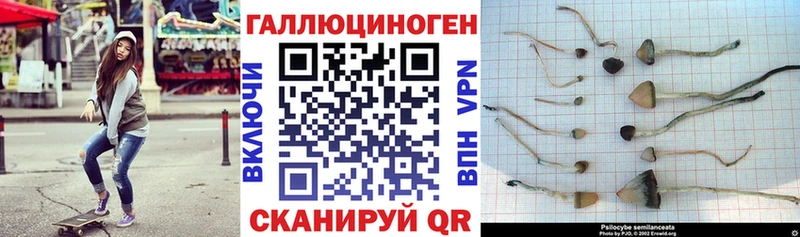 Купить закладки  Никольск  Псилоцибиновые грибы мухоморы 
